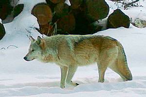 Judge rejects effort to temporarily halt killing of wolves
