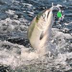 International 10-year salmon preservation plan advances lowered harvest