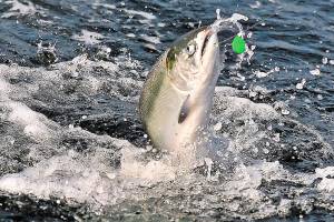 International 10-year salmon preservation plan advances lowered harvest