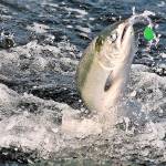 In this undated file photo, a chinook salmon is hooked near Brookings, Ore. (Jamie Lusch/The Medford Mail Tribune via AP)
