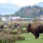 Game Farm lawsuit threatened: Animal rights group issues ultimatum to Sequim facility