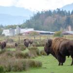 Bison stand in a field a the Olympic Game Farm on Tuesday. The Animal Legal Defense Fund announced its intent to sue Olympic Game Farm, alleging that it is violating the Endangered Species Act. (Jesse MajorPeninsula Daily News)