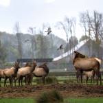 Elk stand in a field at the Olympic Game Farm on Tuesday. The Animal Legal Defense Fund announced its intent to sue Olympic Game Farm, alleging that it is violating the Endangered Species Act. (Jesse MajorPeninsula Daily News)