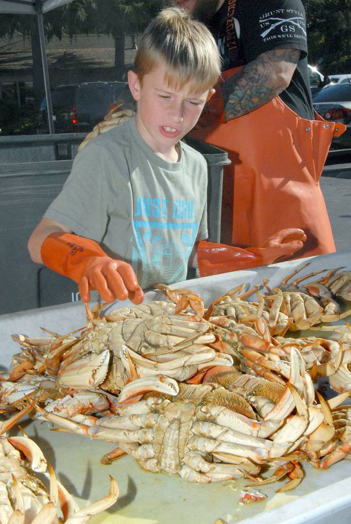 Jaydon Trammell, 9, of Seattle assists with cracking cooked crabs Tuesday in advance of the Dungeness Crab & Seafood Festival. (Keith Thorpe/Peninsula Daily News)
