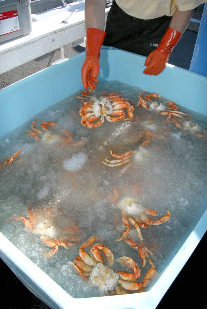 Cooked crabs are put into a tub of ice water Thursday to preserve them before being served to the public. (Keith Thorpe/Peninsula Daily News)