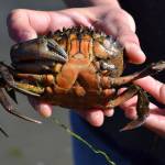 European green crabs can be identified by the five spines on each side of their eyes and are known for damaging the East Coasts clamming industry. (Matthew Nash/Olympic Peninsula News Group)