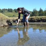 Adrianne Akmajian, marine ecologist with Makah Fisheries Management, inspects a trap in a canal near the Tsoo-Yess River in Neah Bay on Sept. 26. So far this season, she and other support staff and volunteers have captured nearly 1,000 European green crabs, an invasive species. (Matthew Nash/Olympic Peninsula News Group)