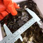 Jefferson Countys first European green crab was captured on Sept. 8 on Kala Point near Port Townsend. (W. Feltham/C. Jones)