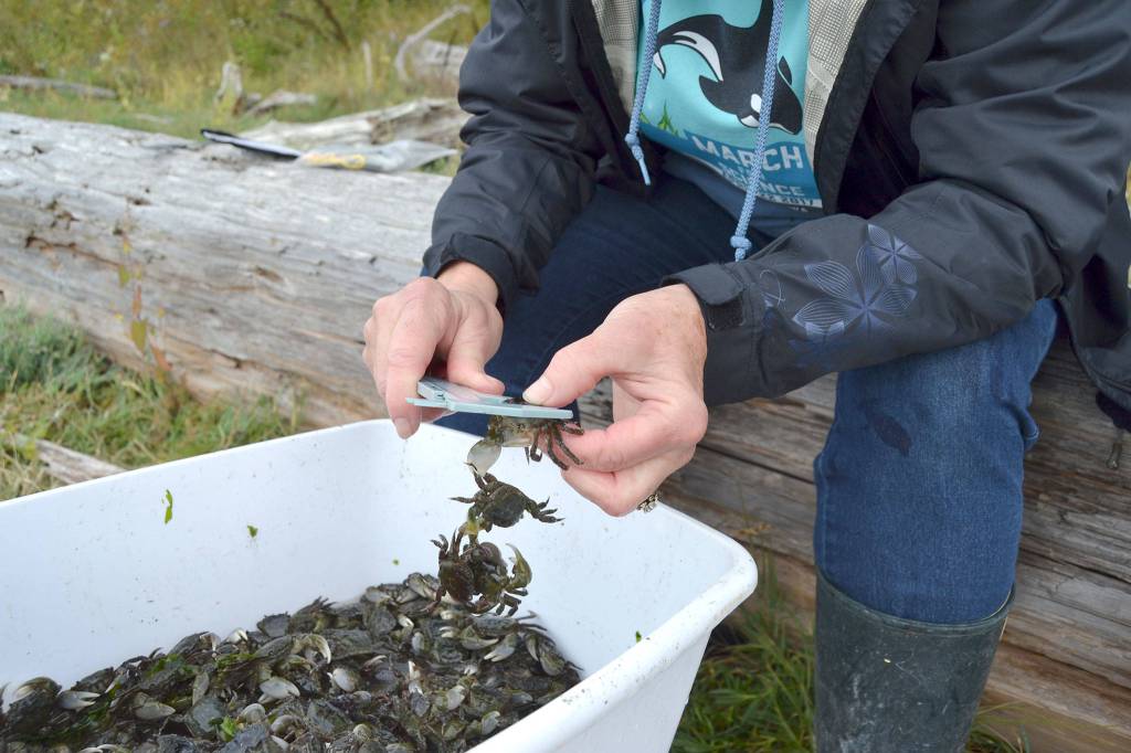 At Washington Sea Grants 54 early detection sites, such as Indian Island County Park, volunteers and various resource managers pull crab traps and sort and catalogue data on the crabs they find. (Matthew Nash/Olympic Peninsula News Group)