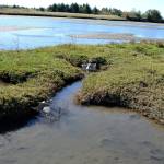 The first reported European green crab near Neah Bay was spotted by the Waatch River. Resource managers began trapping the area in April this year and recovered nearly 1,000 crabs through the end of September. (Matthew Nash/Olympic Peninsula News Group)