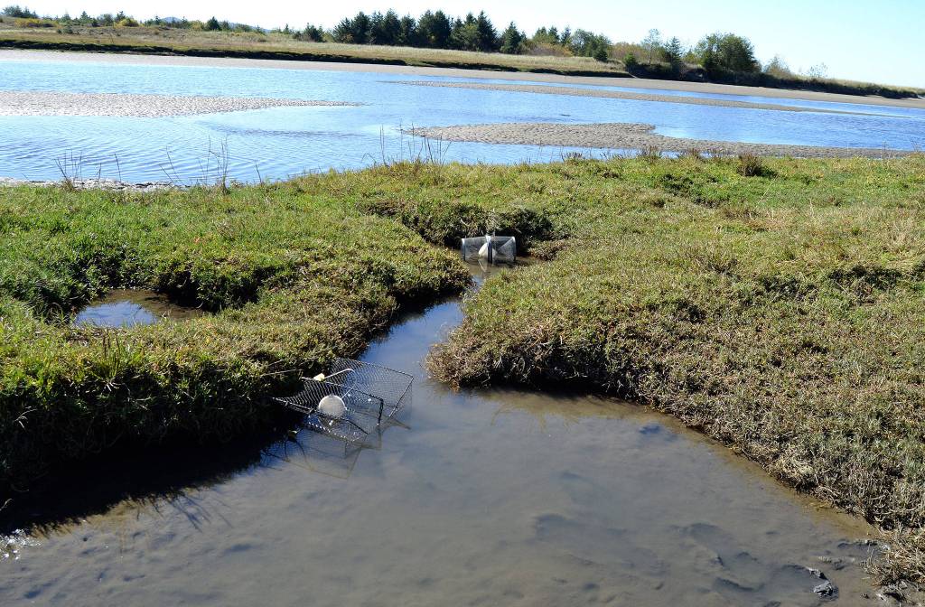 The first reported European green crab near Neah Bay was spotted by the Waatch River. Resource managers began trapping the area in April this year and recovered nearly 1,000 crabs through the end of September. (Matthew Nash/Olympic Peninsula News Group)