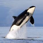Researchers to analyze genes of endangered orcas