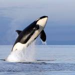 Researchers to analyze genes of endangered orcas