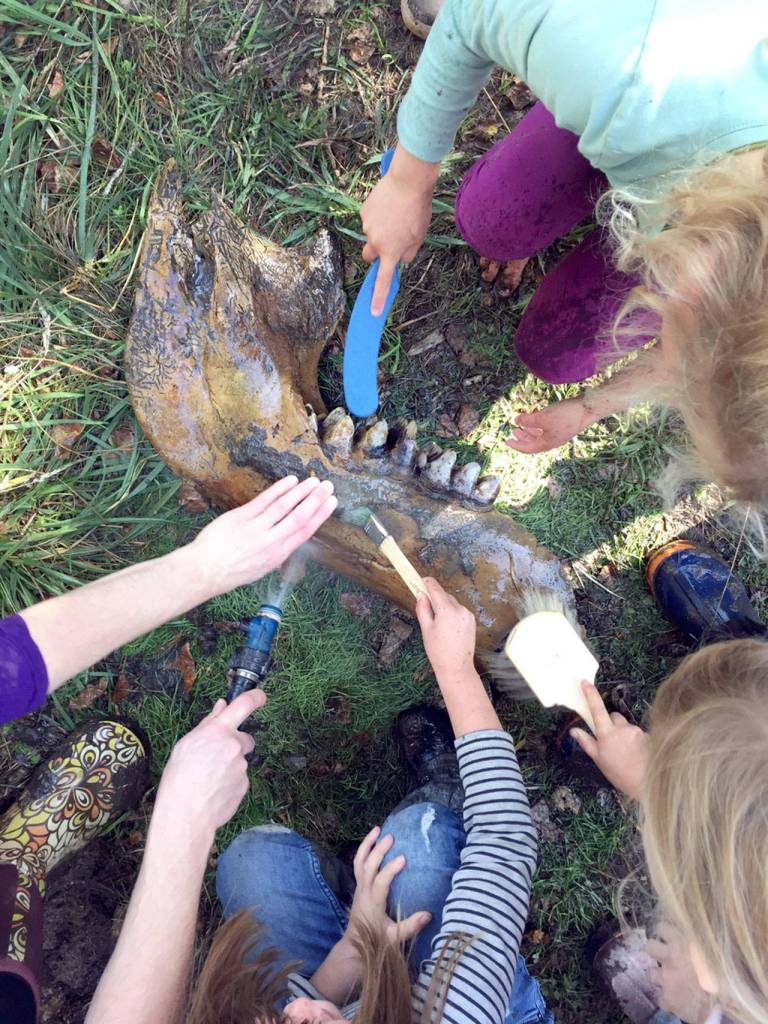 You havent been to the dentist in a long time, said students from Windward School as they worked on a mastodon jaw bone and teeth from the dig in Chimacum. (Elisa Weiss)
