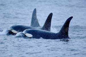 Gov. Jay Inslees Southern Resident Orca Task Force released an updated batch of recommendations this week to protect the orcas of the Puget Sound and Strait of Juan de Fuca. (NOAA)