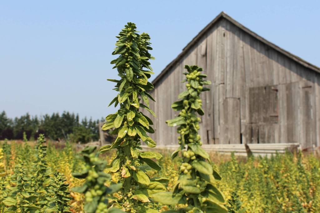 Spinach seed being grown at Wonderland & The 80. (Cody Bandy)