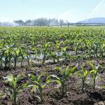 Largest single piece of farmland in Clallam County to be conserved