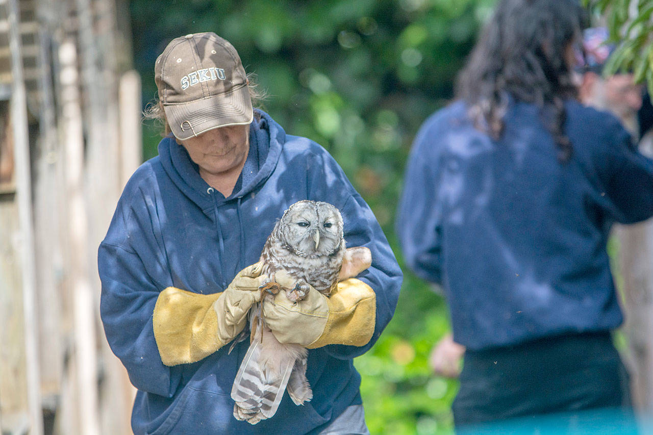Jaye Moore, director of the Northwest Raptor and Wildlife Center, carries a barred owl. (Jesse Major/Peninsula Daily News)