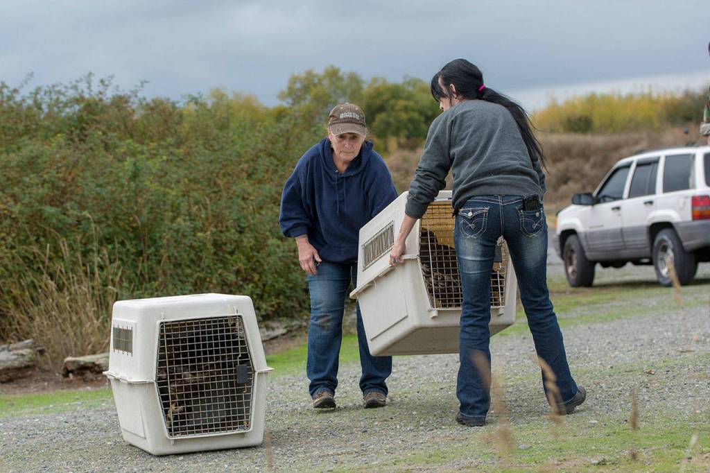 Northwest Raptor Center Director Jaye Moore, left, and volunteer Merryn Welch prepare to release two juvenile bald eagles in September. (Jesse Major/Peninsula Daily News)