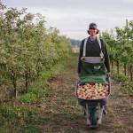 Olympic Peninsula Harvest Wine & Cider Tour offered next weekend