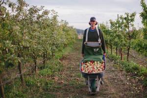 Olympic Peninsula Harvest Wine & Cider Tour offered next weekend