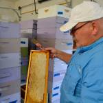 For many lavender farms, Buddy DePew continues to handle and care for their bees so that he can process their honey for future products. He now cares for nine lavender farms honey bees as Sequim Bee Farm. (Matthew Nash/Olympic Peninsula News Group)