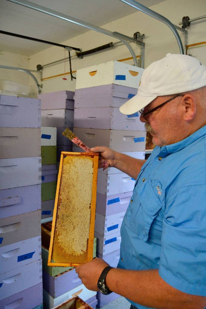 For many lavender farms, Buddy DePew continues to handle and care for their bees so that he can process their honey for future products. He now cares for nine lavender farms honey bees as Sequim Bee Farm. (Matthew Nash/Olympic Peninsula News Group)