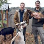 In addition to beginning to farm their 45 acres in Chimacum, Ben Thompson, left, and Matt Montaya of Kodama Farm raise Nigerian dwarf goats and chickens. (Jeannie McMacken/Peninsula Daily News)