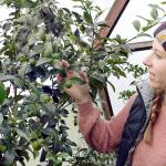 Grace Thompson checks the growth on the kumquat tree in her farms geodesic greenhouse. Kodama Farm is growing bananas, lemons, limes, pineapples, starfruit and medicinal herbs in the structure. (Jeannie McMacken/Peninsula Daily News)