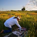 Kenny Still Smoking on July 14 touches the tombstone of his 7-year-old daughter, Monica, who disappeared from school in 1979 and was found frozen on a mountain, as he visits her grave on the Blackfeet Indian Reservation in Browning, Mont. A study released by a Native American nonprofit says numerous police departments in cities nationwide are not adequately identifying or reporting cases of missing and murdered indigenous women. (David Goldman/The Associated Press)
