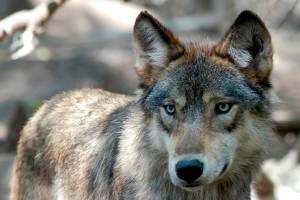 U.S. House passes bill to drop legal protections for gray wolves