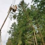 Jefferson County Public Utility District crew members push a tree off a transmission line after it disrupted power for 16,035 electrical customers. (Jefferson County Public Utility District)