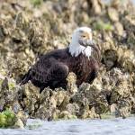 Northwest Watershed Institute study suggests reason behind eagle gathering at Dabob Bay
