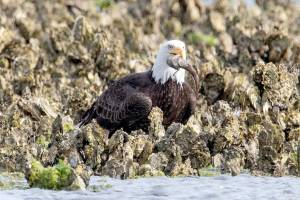 Northwest Watershed Institute study suggests reason behind eagle gathering at Dabob Bay