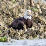 An adult bald eagle pauses with its plainfin midshipman prey captured from an oyster reef. (David Gluckman)
