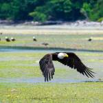 An eagle flies low at Dabob Bay. (Keith Lazelle)
