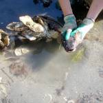 Field biologist Heather Gordon holds a plainfin midshipman found in its nest under an oyster cluster at Dabob Bay.