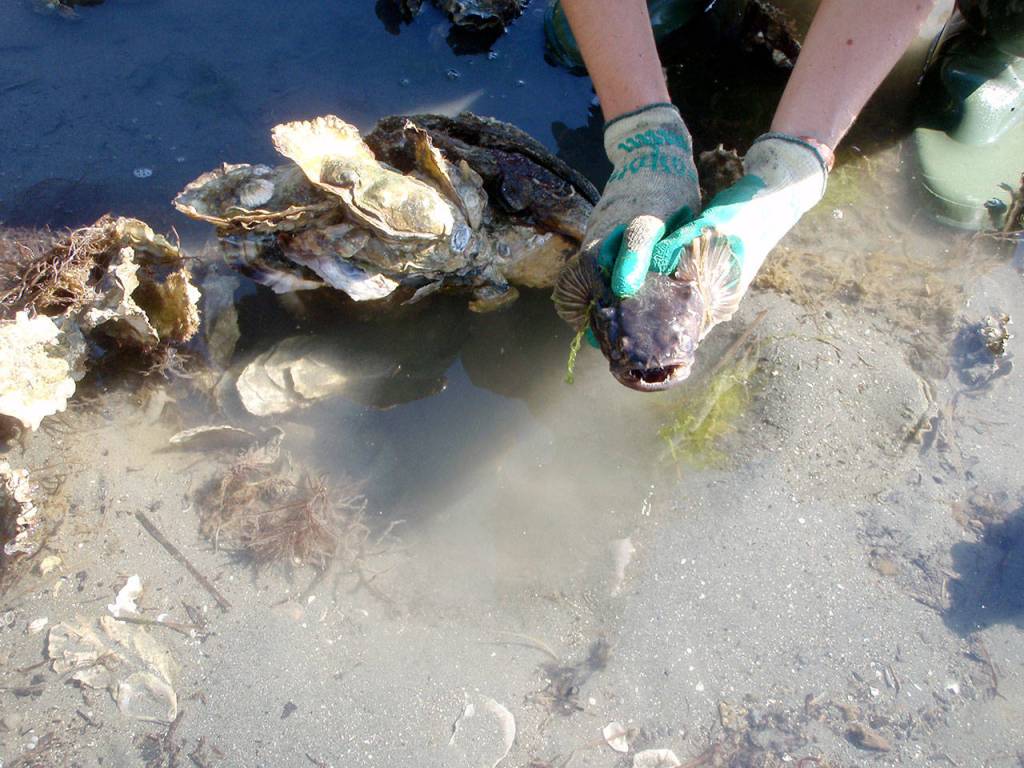Field biologist Heather Gordon holds a plainfin midshipman found in its nest under an oyster cluster at Dabob Bay.