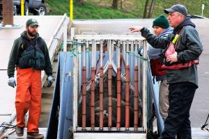 Senate passes bill making it easier to kill sea lions