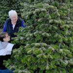 Peninsula families can hunt for the perfect u-cut Christmas tree