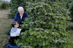 Peninsula families can hunt for the perfect u-cut Christmas tree