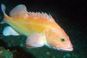 Catch limits increase for key West Coast groundfish species