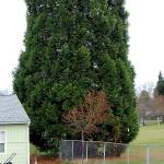 Another arborist says Lions Park sequoia safer than first reported