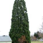 A sequoia tree at the edge of Lions Park in Port Angeles, shown Wednesday, is slated for removal by the city because of safety concerns and property damage caused by its roots. (Keith Thorpe/Peninsula Daily News)