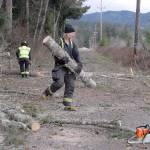 Clallam County Fire District No. 2 firefighter Rick Leffler, center, and Lt. Troy Tisdale work to clear a downed tree from Power Plant Road west of Port Angeles on Friday. (Keith Thorpe/Peninsula Daily News)