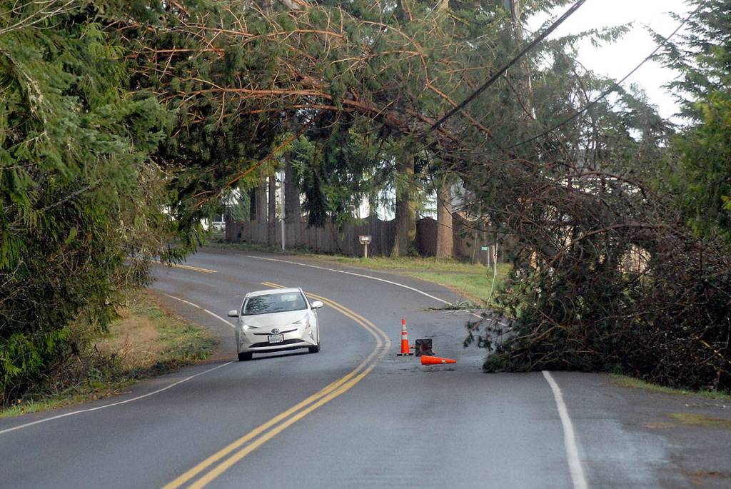 A car makes its way under a tree sagging over powerlines on Mount Angeles Road on Saturday morning. (Keith Thorpe/Peninsula Daily News)