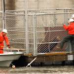 Crews work to move a captured sea lion into another cage on the Columbia River near Bonneville Dam in North Bonneville on April 24, 2008. (Don Ryan/The Associated Press)
