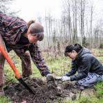Volunteers plant native trees along Dungeness River in February 2018. (Charles Espey)