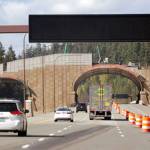 In this photo taken Oct. 4, westbound Interstate 90 traffic passes beneath a wildlife bridge under construction on Snoqualmie Pass. (Elaine Thompson/The Associated Press)