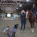 HORSEPLAY: Rescue horses need care, attention
